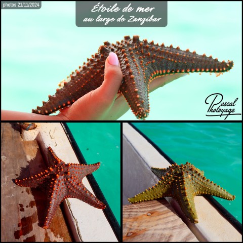 40106708_etoile_de_mer_01_-_zanzibar_-_layout_73 (2).jpg